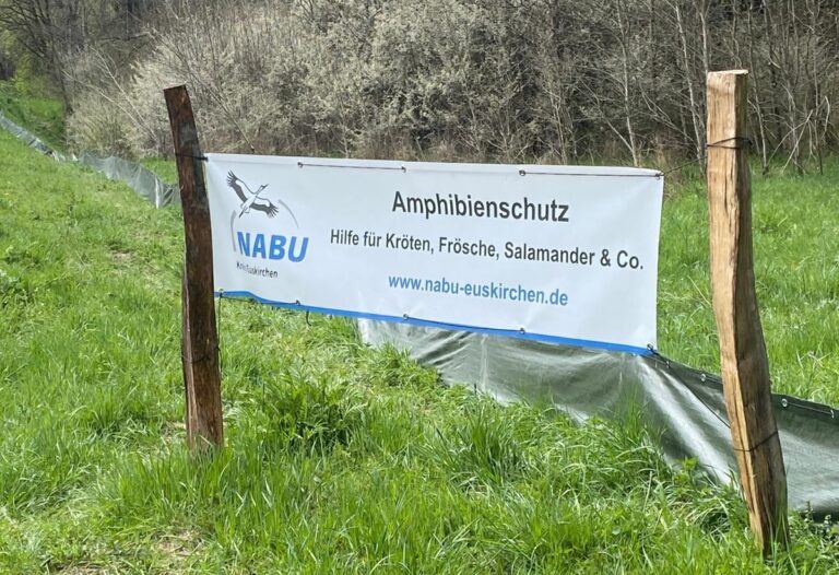 Amphibienrettung am Kronenburger See