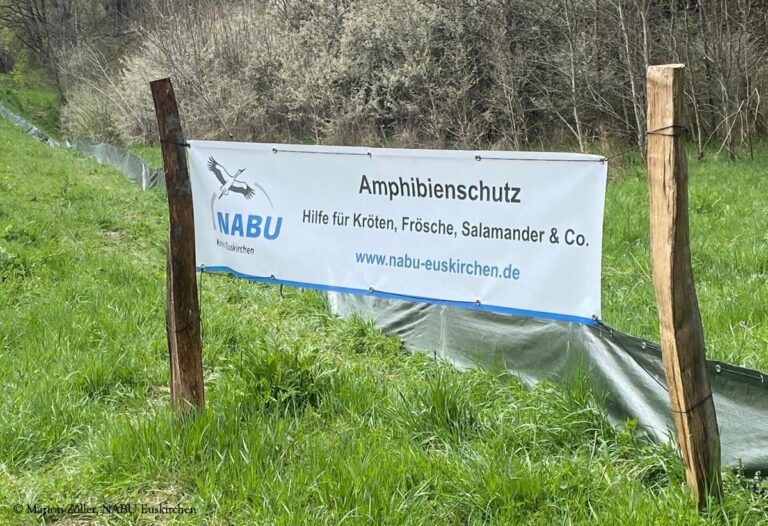 Amphibienrettung am Kronenburger See